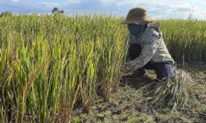 Lúa chết vì khô hạn, nông dân phải cắt cho bò ăn Lúa chết vì khô hạn, nông dân phải cắt cho bò ăn