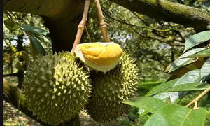 Giá sầu riêng lao dốc Giá sầu riêng lao dốc