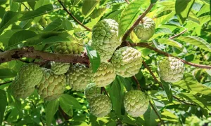 Tỉnh nào là vựa na lớn nhất miền Bắc? Tỉnh nào là vựa na lớn nhất miền Bắc?