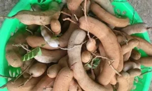 Lợi ích của quả me với sức khỏe Lợi ích của quả me với sức khỏe