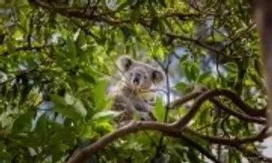 Kế hoạch tiêu diệt gấu koala gây tranh cãi của Australia